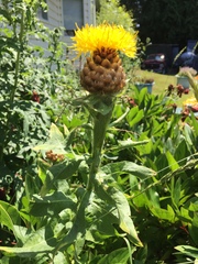 Centaurea macrocephala