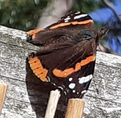 Vanessa atalanta
