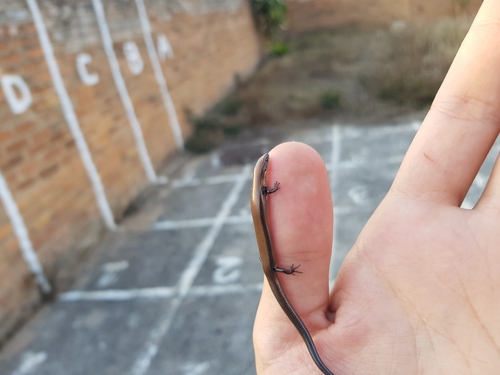 Wahlberg's Snake-eyed Skink
