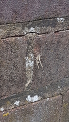 Chorthippus brunneus