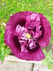 Papaver somniferum