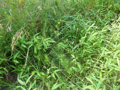 Ptilimnium capillaceum