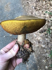 Basidiomycota