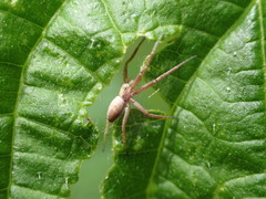 Philodromus rufus