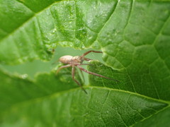 Philodromus rufus