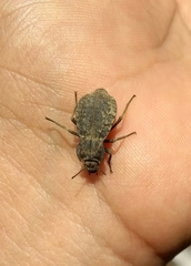 Pelecyphorus