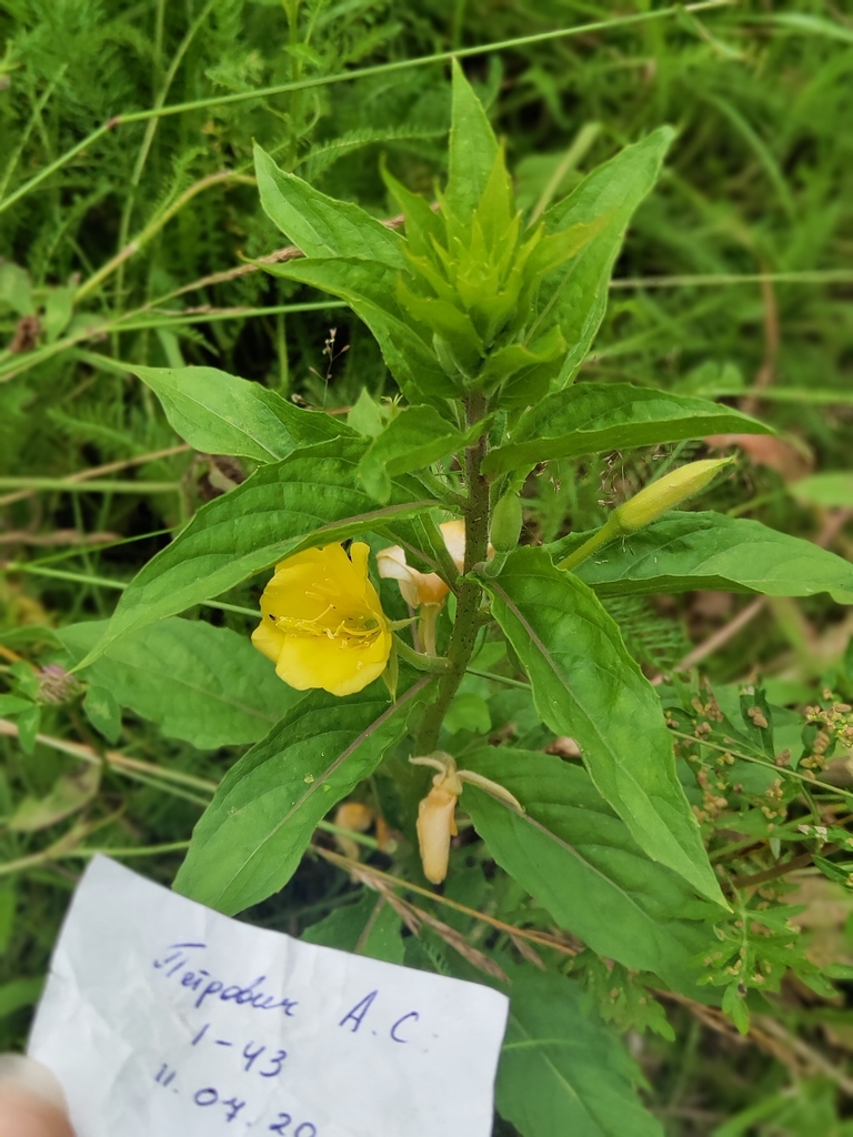 Oenothera perangusta