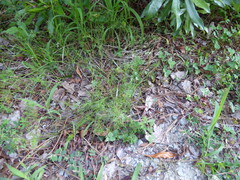 Ptilimnium capillaceum