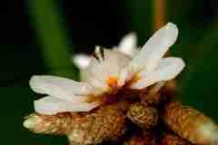 Epicadus heterogaster