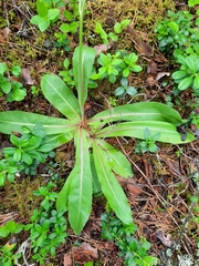 Hypochaeris maculata