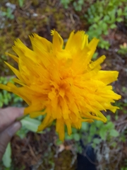 Hypochaeris maculata