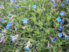 Lithodora