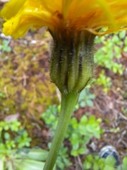 Hypochaeris maculata