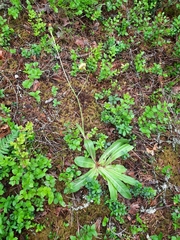 Hypochaeris maculata