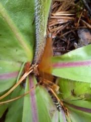 Hypochaeris maculata