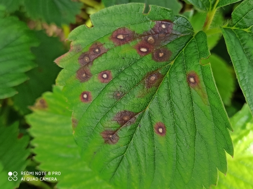 Common Strawberry Spot (Ramularia grevilleana) · iNaturalist