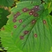 Common Strawberry Spot - Photo (c) tatur-v-v, some rights reserved (CC BY-NC), uploaded by tatur-v-v
