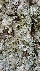 Parmotrema crinitum