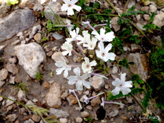 Glandularia platensis