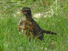 Turdus migratorius
