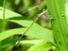 Lestes alacer