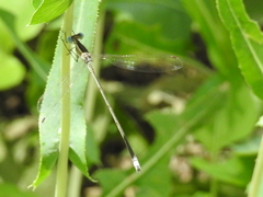 Lestes alacer
