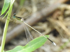 Lestes alacer