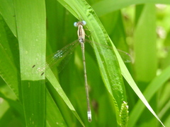 Lestes alacer