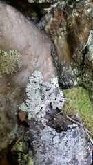 Hypotrachyna croceopustulata