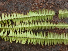 Nephrolepis undulata