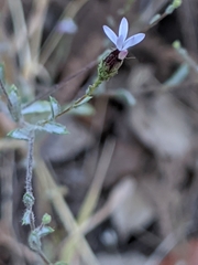 Lessingia micradenia micradenia