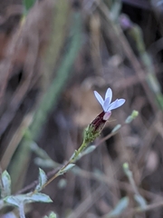 Lessingia micradenia micradenia