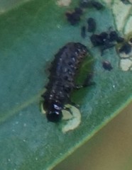 Plagiodera versicolora