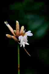 Epicadus heterogaster