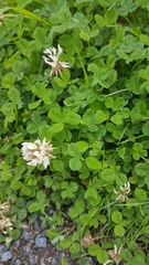 Trifolium repens