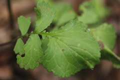 Packera coahuilensis