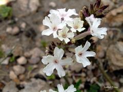 Glandularia platensis