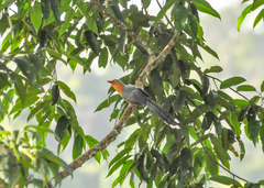 Zanclostomus javanicus