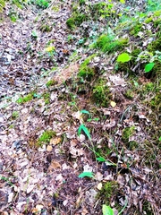 Hieracium laevigatum