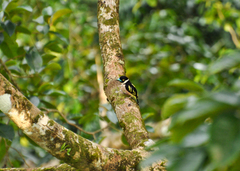 Eurylaimus ochromalus