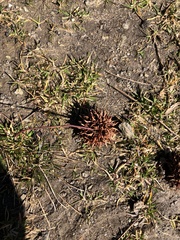 Liquidambar styraciflua