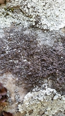 Melanelia culbersonii