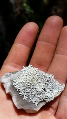 Parmeliopsis hyperopta