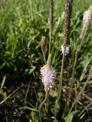 Plantago media