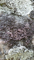 Melanelia culbersonii