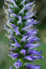 Veronica orchidea