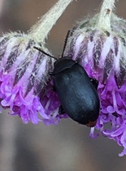 Gastrida abdominalis