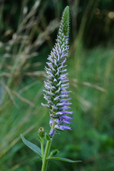Veronica orchidea