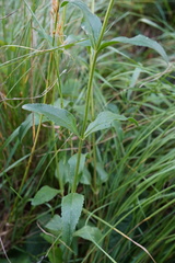 Veronica orchidea