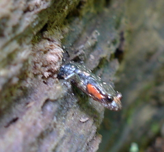 Desmognathus imitator